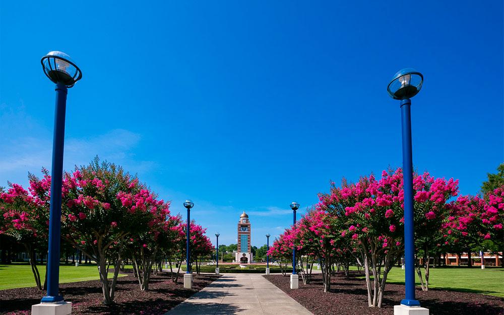 背景是UAFS钟楼. 图像沿着校园绿色的小路，两边都是粉红色的紫薇